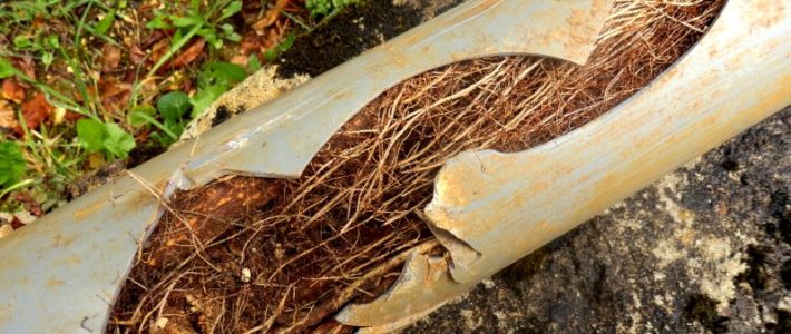 ¿Cómo afectan las raíces al alcantarillado?